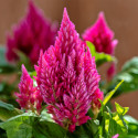 Celosia Plumosa Kimono