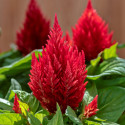 Celosia Plumosa Kimono