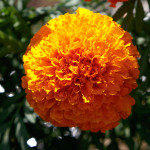 Cempasuchil Cte. Coc...