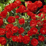 Clavel Can Can...