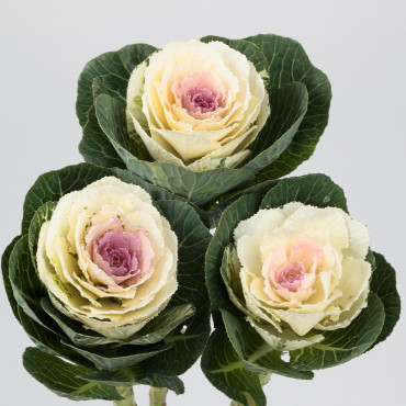 Col Ornamental Condo...