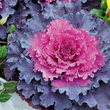 Col Orn. Osaka iQ...