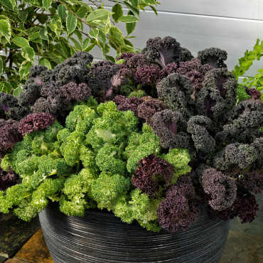 Col Orn. Yokohama...