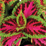 Coleos Superfine Rai...