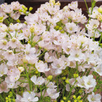 Delphinium Planet...