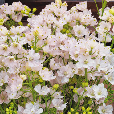 Delphinium Planet...