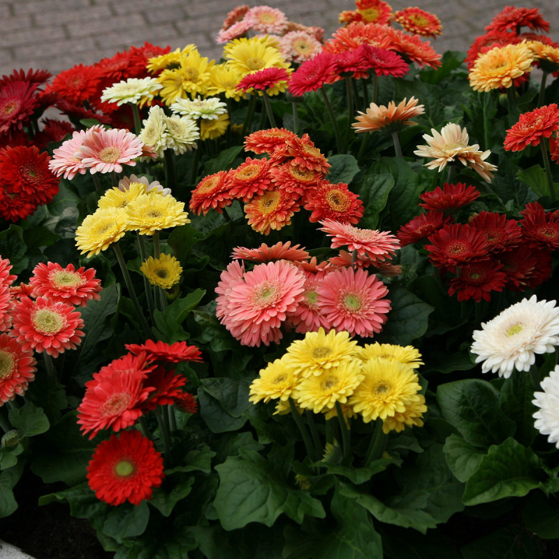 Gerbera Durora