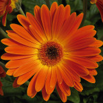 Gerbera Majorette...