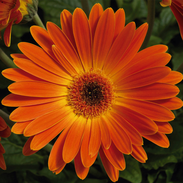 Gerbera Majorette