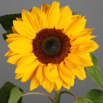 Girasol Sunbright...