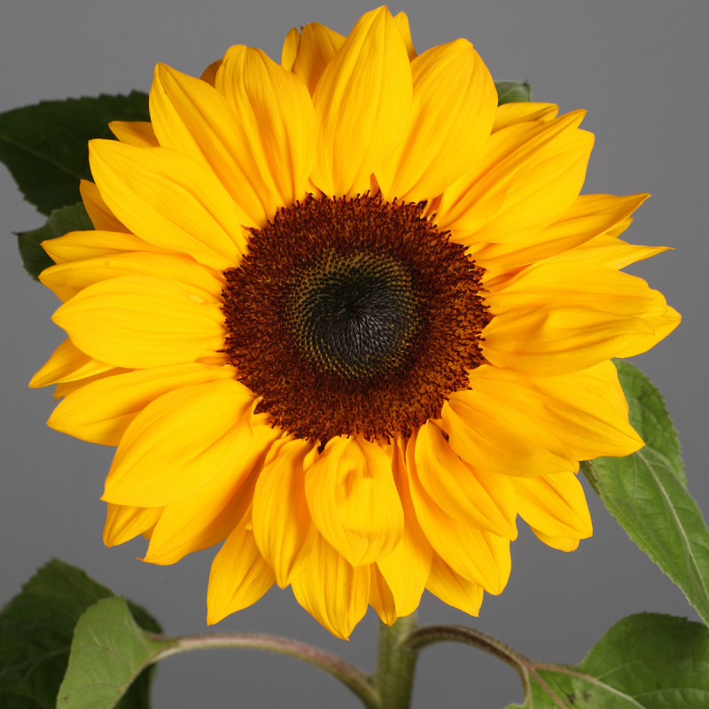 Girasol Sunbright