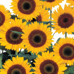 Girasol Sunbright Su...