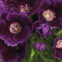 Gloxinia Avanti