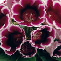 Gloxinia Avanti