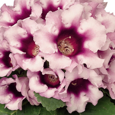 Gloxinia Avanti...
