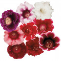 Gloxinia Avanti