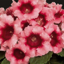 Gloxinia Avanti