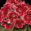 Gloxinia Avanti