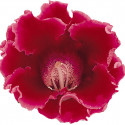 Gloxinia Avanti