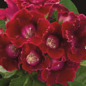 Gloxinia Avanti