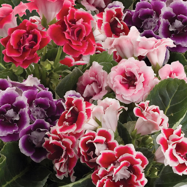 Gloxinia Dbl. Brocade