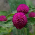 Gomphrena Ping Pong