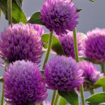 Gomphrena Ping Pong...