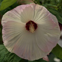 Hibiscus Disco Belle