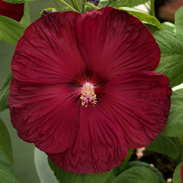 Hibiscus Disco Belle