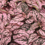 Hypoestes Confetti C...