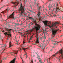 Hypoestes Confetti Compact