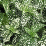 Hypoestes Confetti X...