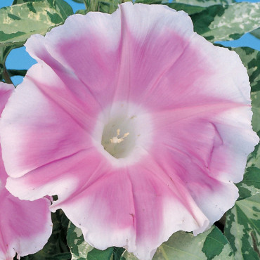 Ipomoea Sun Smile...