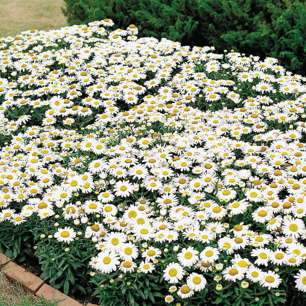 Leucanthemum Snow Lady