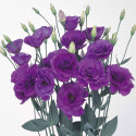 Lisianthus Borealis