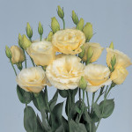 Lisianthus Borealis...