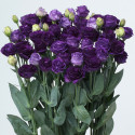 Lisianthus Doublini