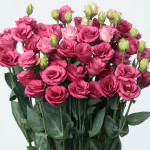 Lisianthus Doublini...