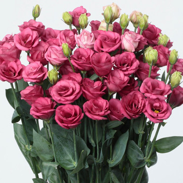 Lisianthus Doublini...