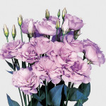 Lisianthus Echo...
