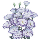 Lisianthus Excalibur 2