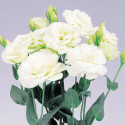 Lisianthus Excalibur 2