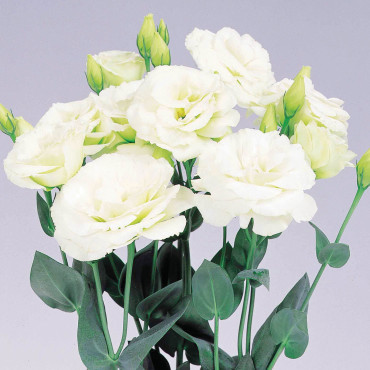 Lisianthus Excalibur...