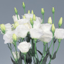 Lisianthus Excalibur 2