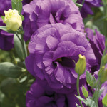 Lisianthus Mariachi...