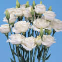 Lisianthus Mariachi Grande White