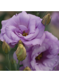 https://freesias.com.mx/index.php?route=product/product&product_id=482&search=mariachi&category_id=0