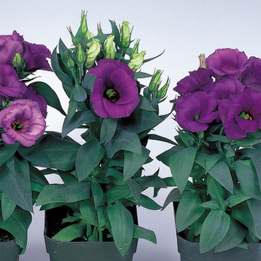 Lisianthus Mermaid...