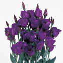 Lisianthus Piccolo 2