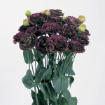 Lisianthus Rosanne 3...